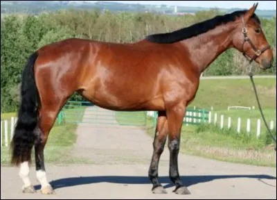 Quelle est la robe de ce cheval ?