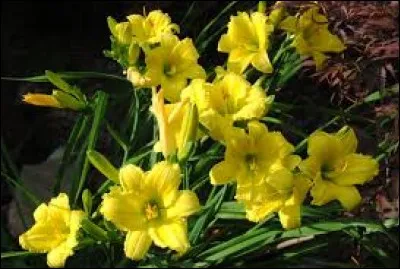 C'est le fruit d'un arbre feuillu, le hêtre.