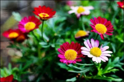 L'embrasser, c'est perdre une partie de boules (jeu provençal ou pétanque) sur le score de 13 à 0.