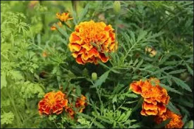 Temple consacré à une divinité romaine ou gallo-romaine :
