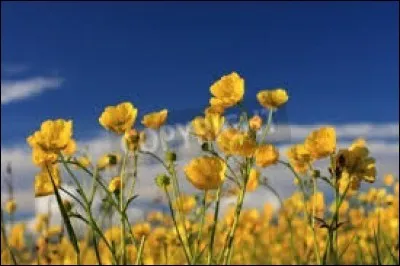 Médecine - Teigne contagieuse du cuir chevelu, due à un champignon parasite :