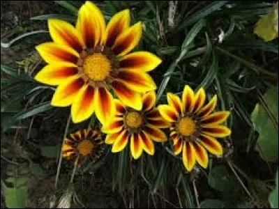 Bouclier merveilleux de Zeus et d'Athéna :