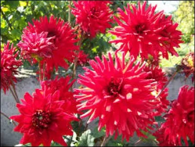 Cette poire est utilisée pour les lavages du conduit auditif.