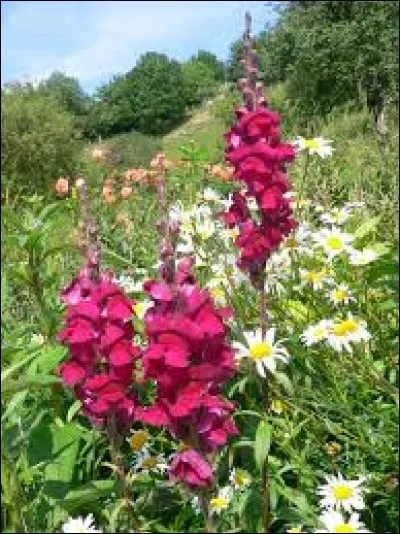 Cette unité de longueur ancienne est basée sur la largeur d'une main ouverte, du bout du pouce jusqu'au bout du petit doigt.