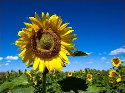 La cannelle en est une :