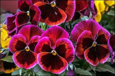 Petite créature légendaire du folklore français, souvent espiègle, présente en Vendée et dans la région du Poitou :