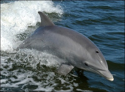 Quel est le nom scientifique du grand dauphin ?