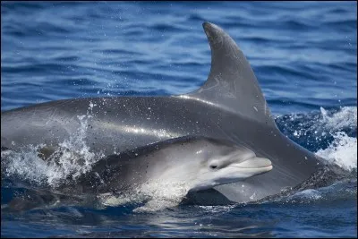 Que rep&egrave;rent les grands dauphins gr&acirc;ce &agrave; l'&eacute;cholocation ?
