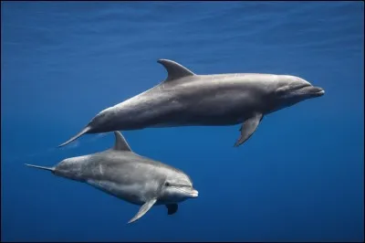 Jusqu'&agrave; quelle profondeur le grand dauphin peut-il plonger ?