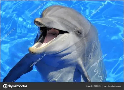 Quel est le poids moyen du grand dauphin ?