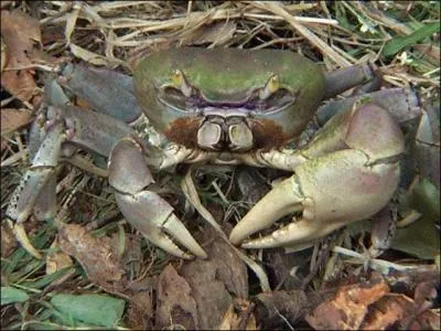 Connaissez-vous cet animal ?