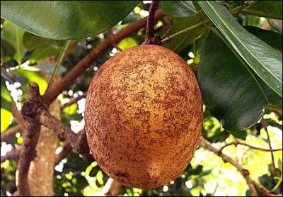 Connaissez-vous ce fruit ?