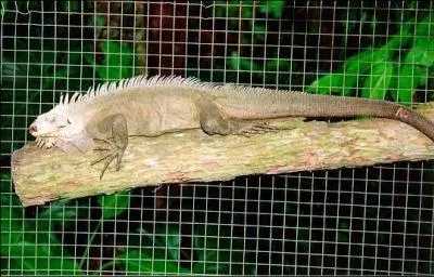 Connaissez-vous cet animal ?