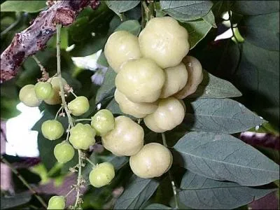 Connaissez-vous ces fruits ?