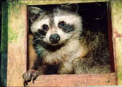 Connaissez-vous cet animal ?