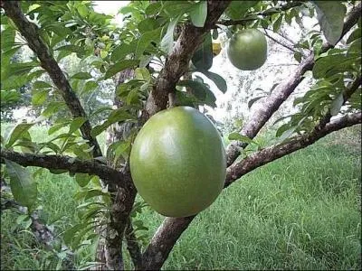 Connaissez-vous cette plante ?