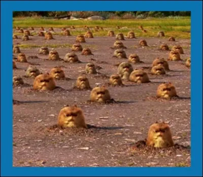 Dans quel film de Disney voit-on ces rongeurs ?