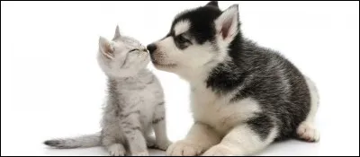 Préfères-tu les chats ou les chiens ?