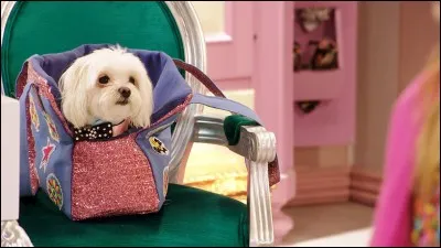 Comment s'appelle sa chienne ?