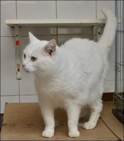 En Norvège, laquelle de ces actions est-elle interdite pour mon chat ?