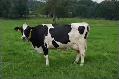 Dans quel pays est-il strictement interdit de toucher à une vache ?