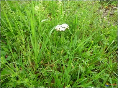 Dans quel sport peut-on plaquer son adversaire quand celui-ci possède le ballon ?
