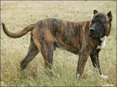 Une "robe" de chien...