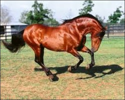 Premièrement, niveau facile : De quelle couleur est ce joli cheval ?