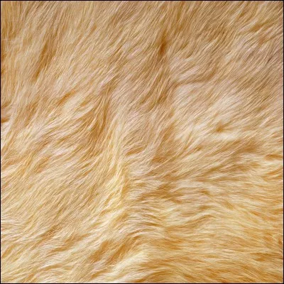 Comment est son pelage ?