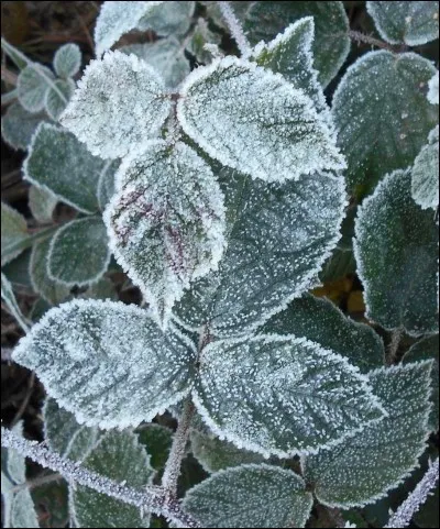 Quel chat blessé Ciel Bleu chasse-t-il devant son fils ?