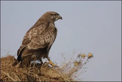 Qui va attaquer Pic Crochu ?