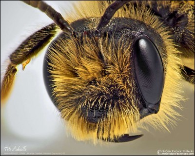 Quelle est la particularité des yeux des abeilles ?