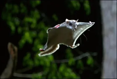 Quelle distance un écureuil volant peut-il parcourir en vol plané ?
