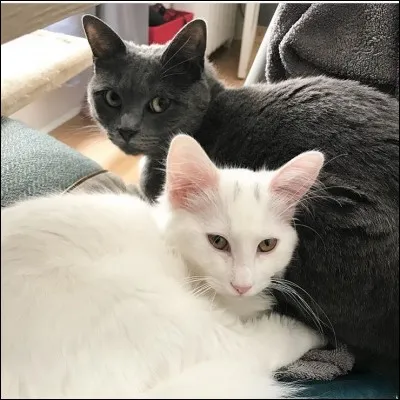 Quel est le nom de ses 2 chats ?