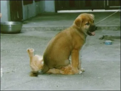 Ni chat ni chien ne sont acceptés dans ma résidence, il n'y a rien à y redire. Ne le nie pas, je ni croirais pas.