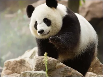 Au Népal le mot panda signifie...