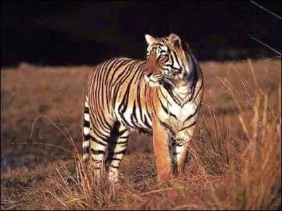 Quel est cet animal ?