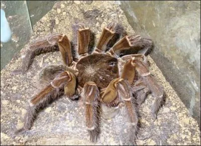 Quel est cet animal ?