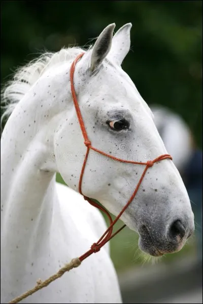 Si j'ai une jument lippizane qui vient d'avoir un poulain, de quelle couleur devrait-il être ?