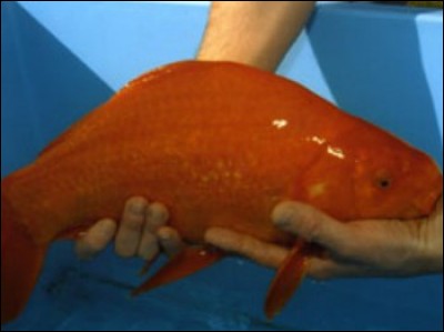 Quelle est la taille de ce poisson rouge ?