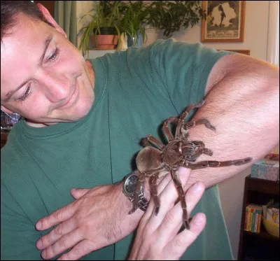 Il ne vaut mieux pas se retrouver face à cette araignée et ses ------ d'envergure.