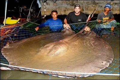 Quel est le poids de cette raie, considérée comme la plus grosse d'eau douce ?