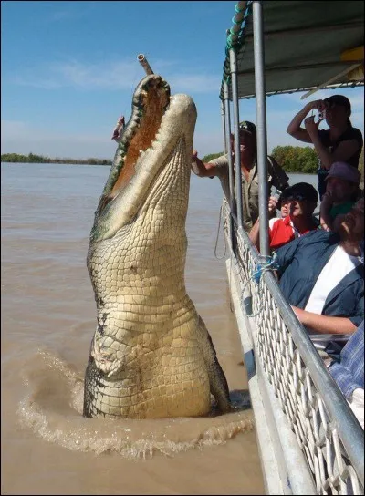 Quelle est la longueur de Brutus le crocodile le plus grand ?