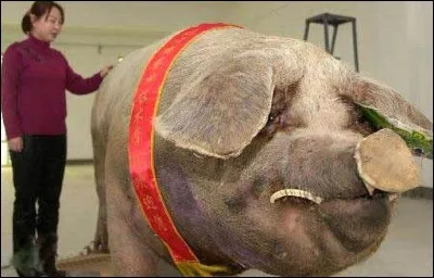 Quel est le poids du plus gros porc chinois de tous les temps ?
