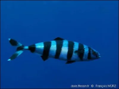 Quel est le nom de cette race de poisson ?