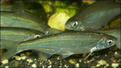 Quel est le nom de cette race de poisson ?