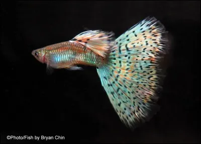 Quel est le nom de cette race de poisson ?