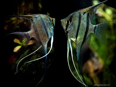 Quel est le nom de cette race de poisson ?