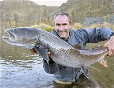 Quel est le nom de cette race de poisson ?