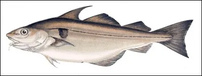 Quel est le nom de cette race de poisson ?